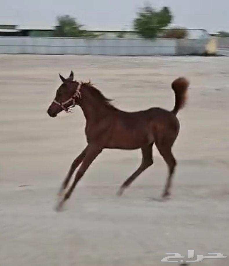 مهره شعبيه الاب واهو اسود64376185205250111