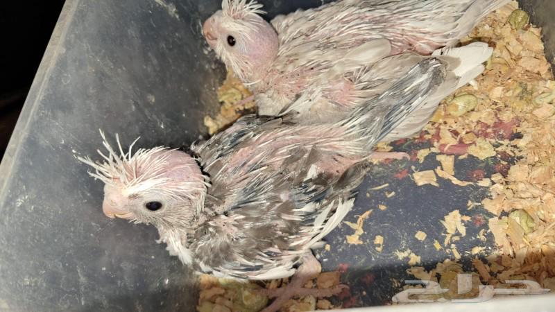 فروخ كروان انباعت64377034195971111