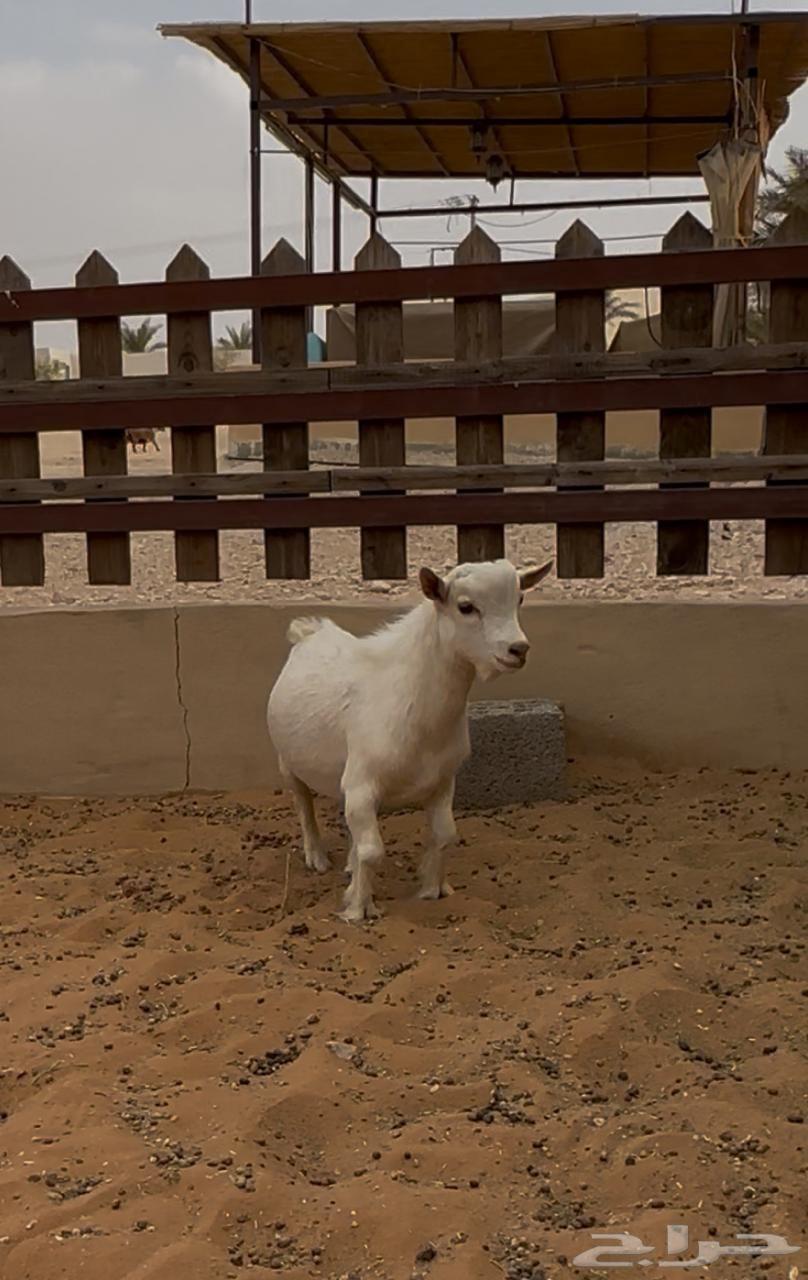 للبيع مشروع فحل قزمي64370569133443111