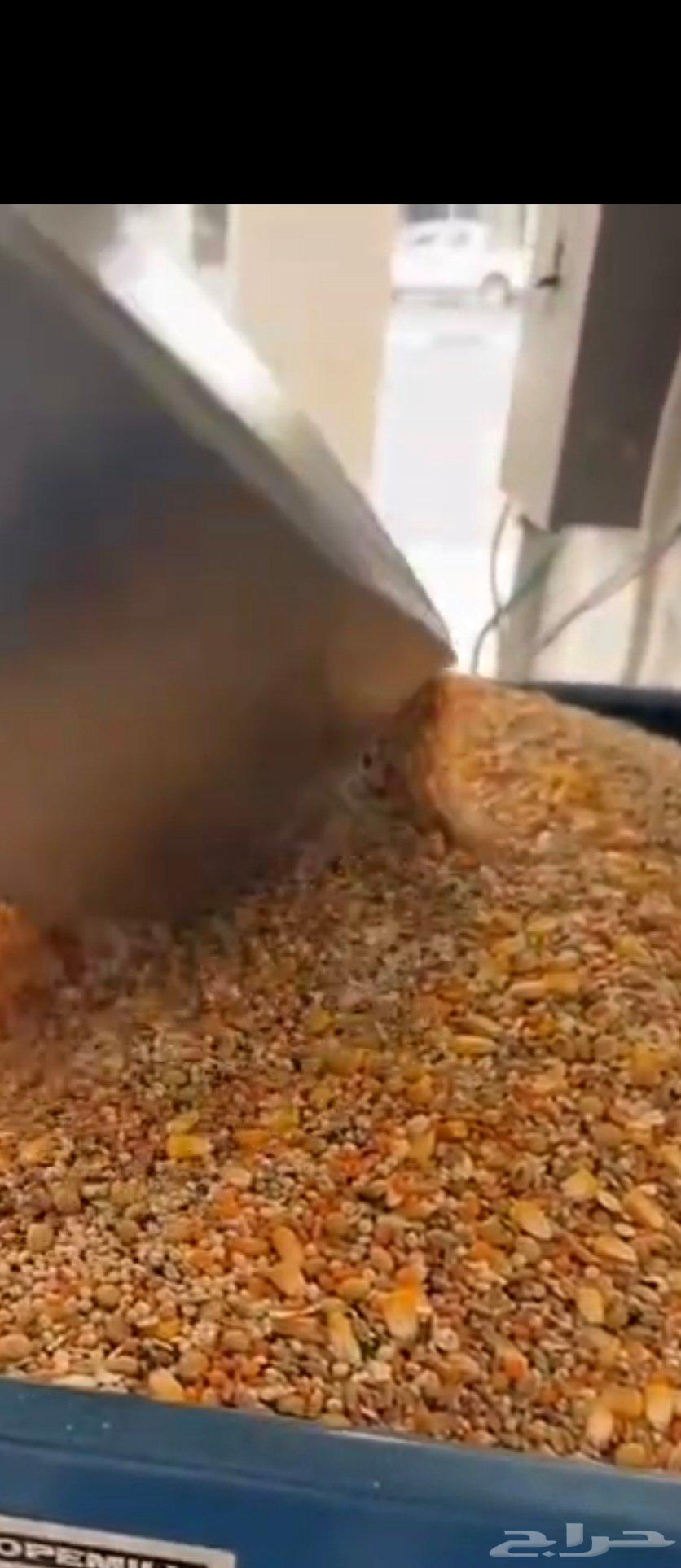 Royal Mix Feed for Individual Show Cattle and Camels, Conditioned with Fat and Gloss64376244686722110