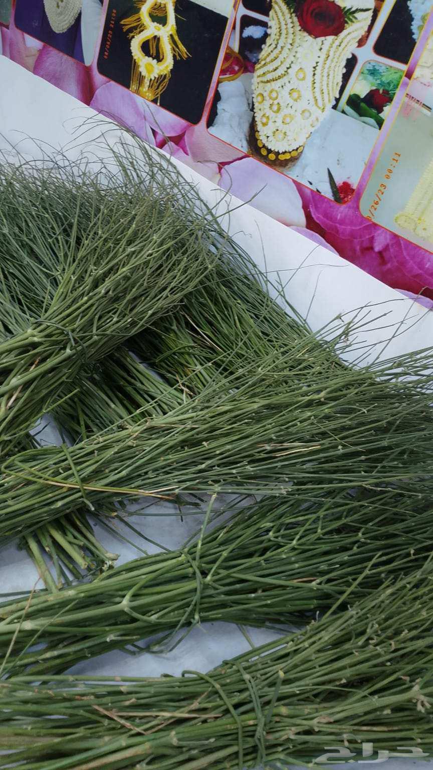 مرخ جيزاني مشروط الان في محل السلطان ادفع عند الاستلام64369908335107110