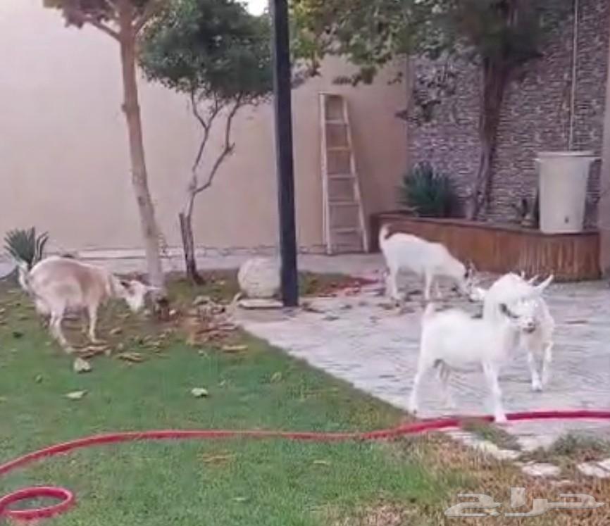 Dwarf Goat Enclosure64375813547267110