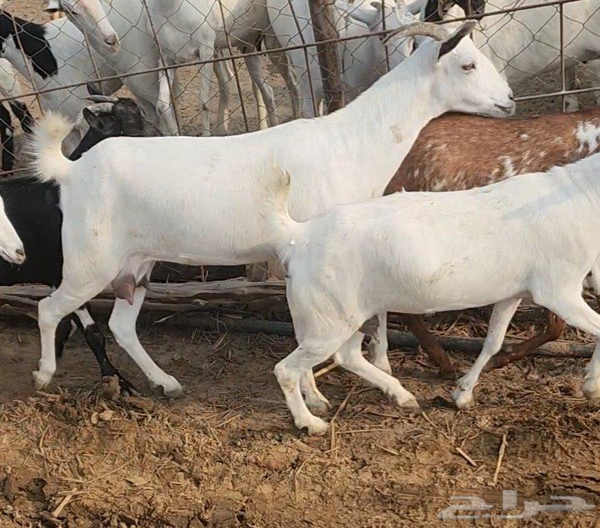 غنم بلدي ابكار مقنى64367376898819110