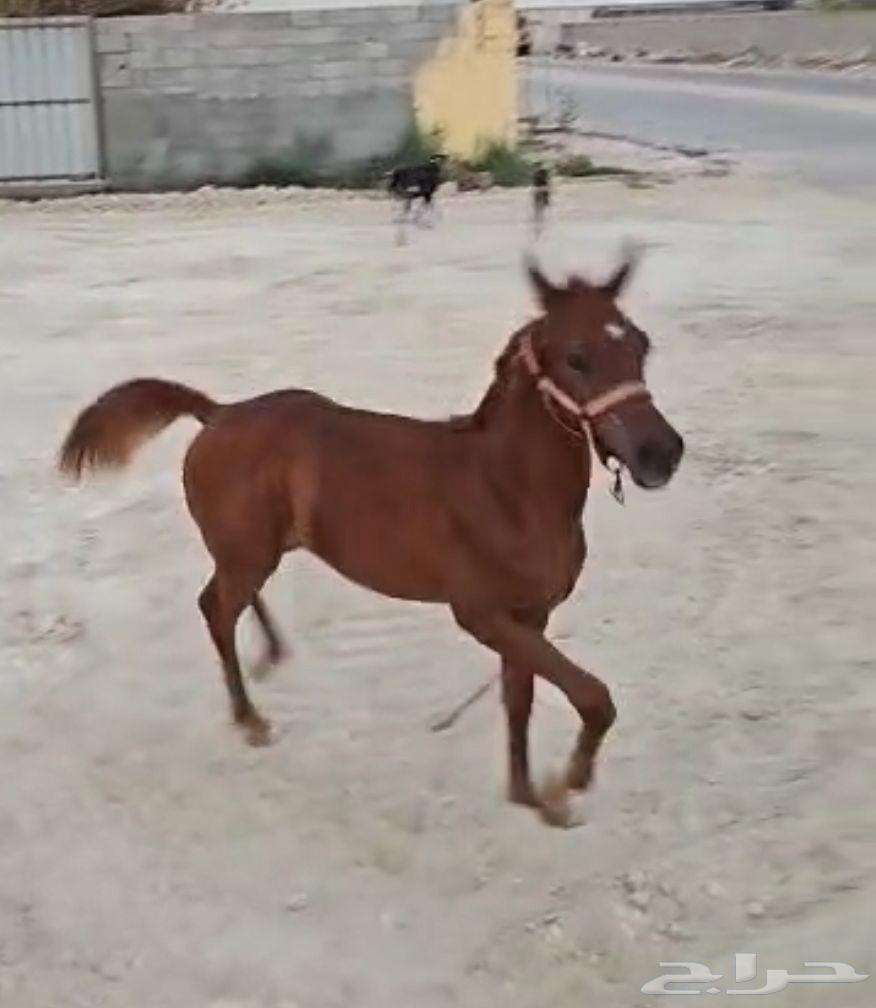 مهره شعبيه الاب واهو اسود64376185205250112