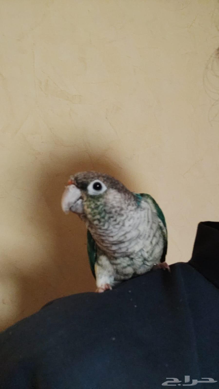 كنيور اليف هدد((تم البيع))64375572446723112