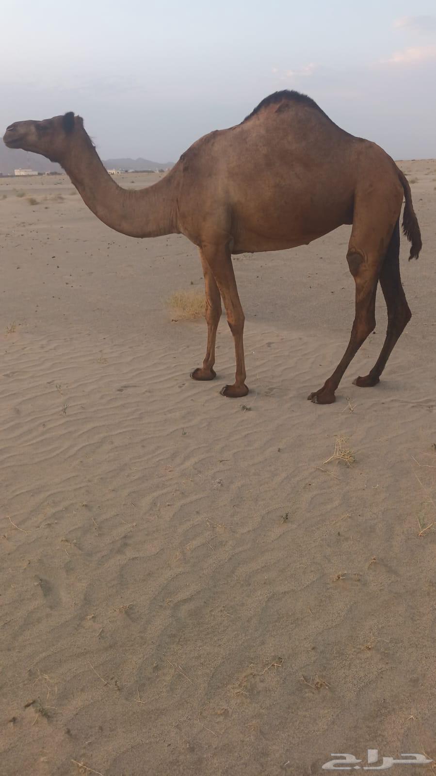 بكره رباع لقحه ب 450064366234289665112