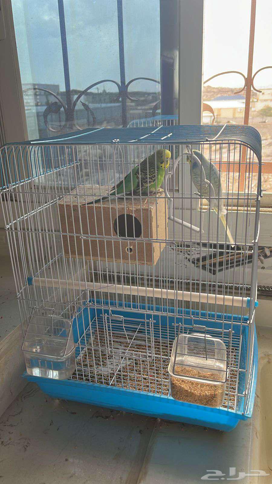 عصفور بادجي الصحه ممتازه للبيع64375200710531111