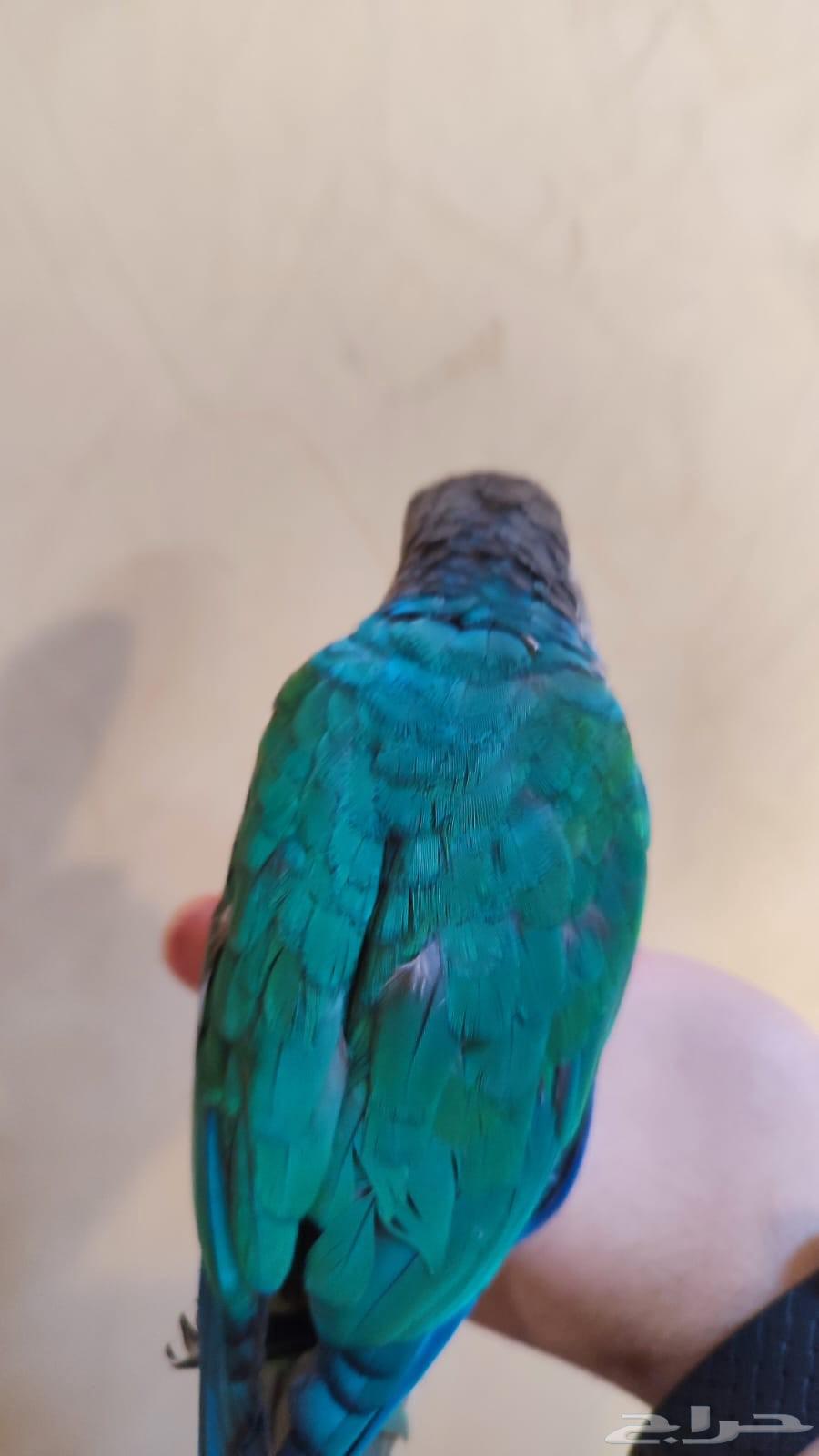 كنيور اليف هدد((تم البيع))64375572446723111