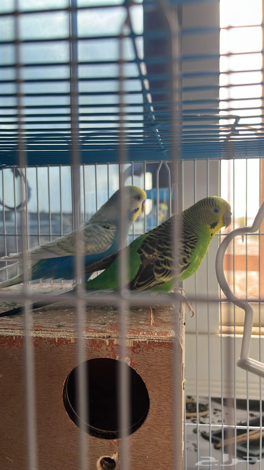 عصفور بادجي الصحه ممتازه للبيع64375200710531110