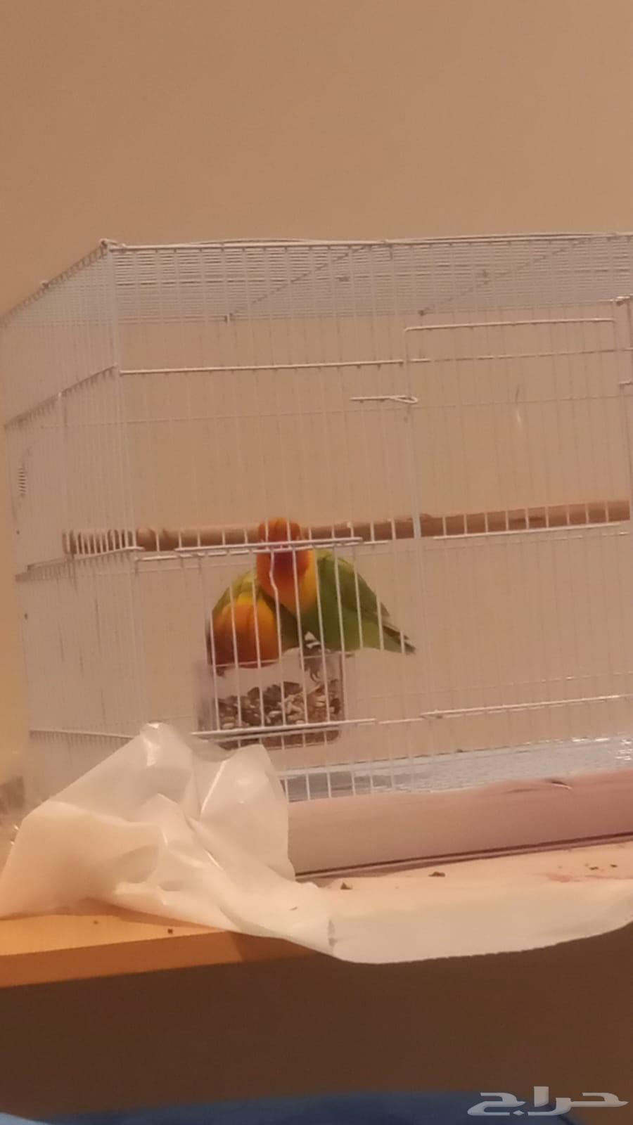 Fischer's Bird Pair for Sale64370958011907112