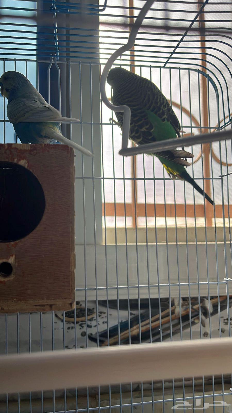 عصفور بادجي الصحه ممتازه للبيع64375200710531112