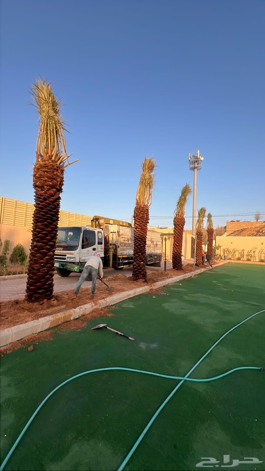 نخل للبيع64372097501187112