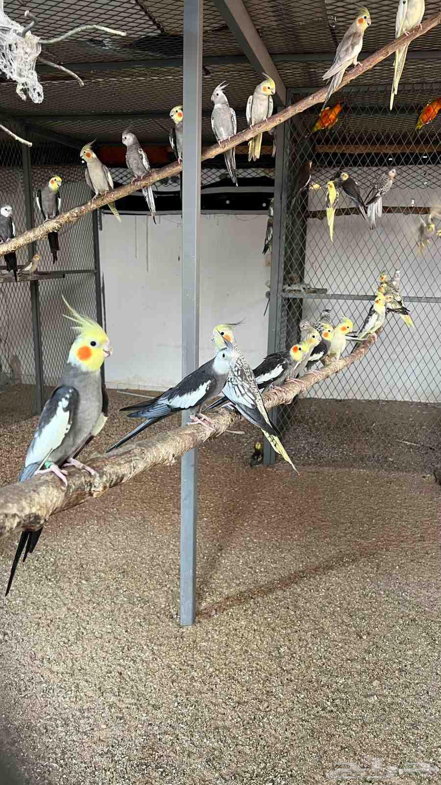 طيور كوكتيل (كروان) منوعه اكثر من 50 بيع جمله64376765585667110