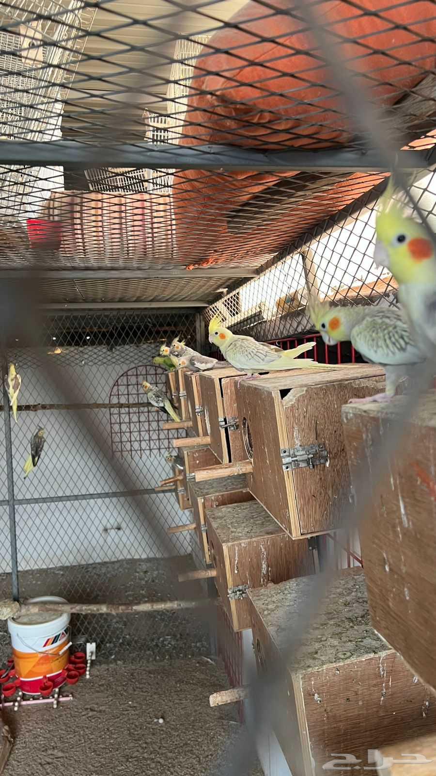 طيور كوكتيل (كروان) منوعه اكثر من 50 بيع جمله64376765585667111