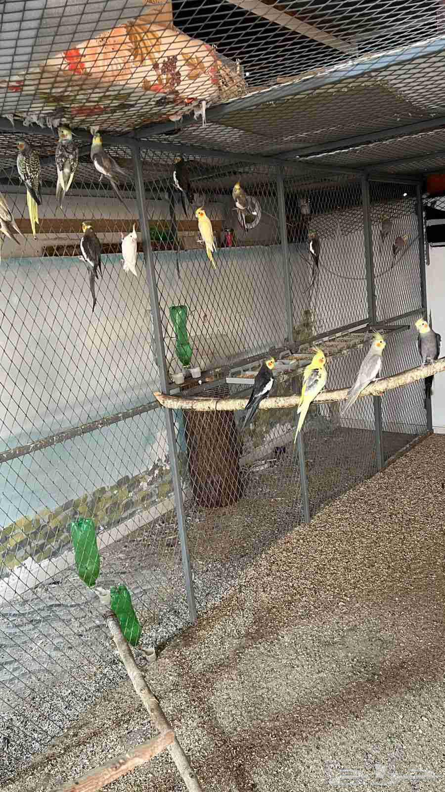 طيور كوكتيل (كروان) منوعه اكثر من 50 بيع جمله64376765585667112