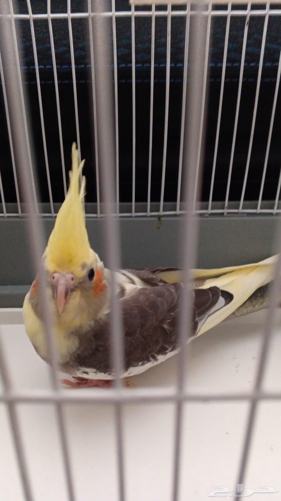 كروان اليف64376244573825110