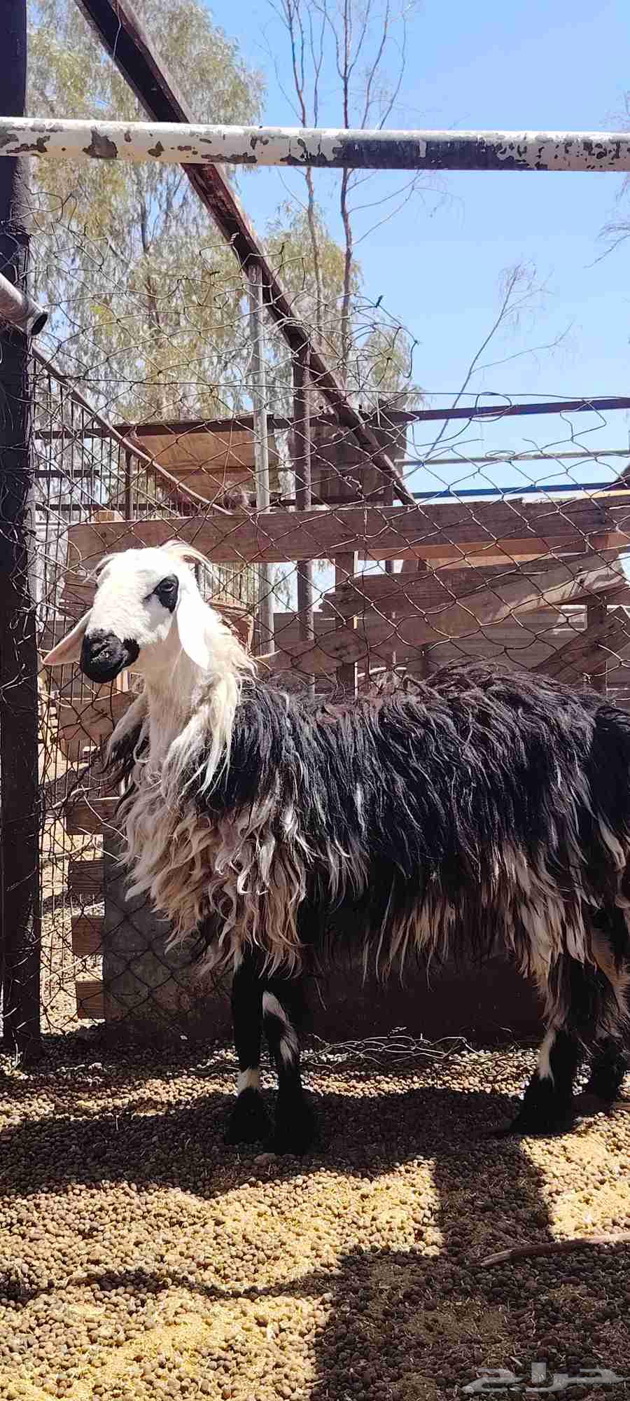 خاروف نجدي ثني64368076068865114