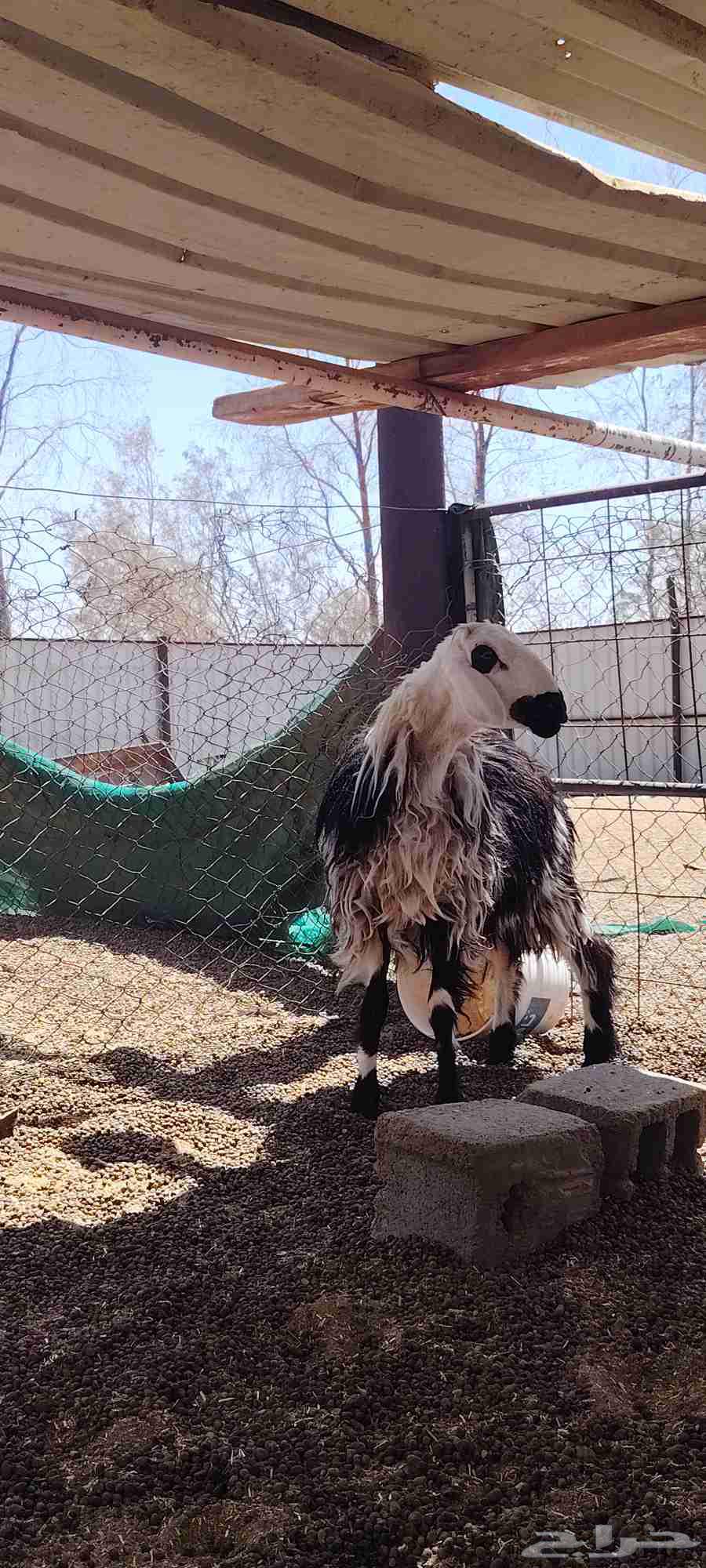 خاروف نجدي ثني64368076068865111