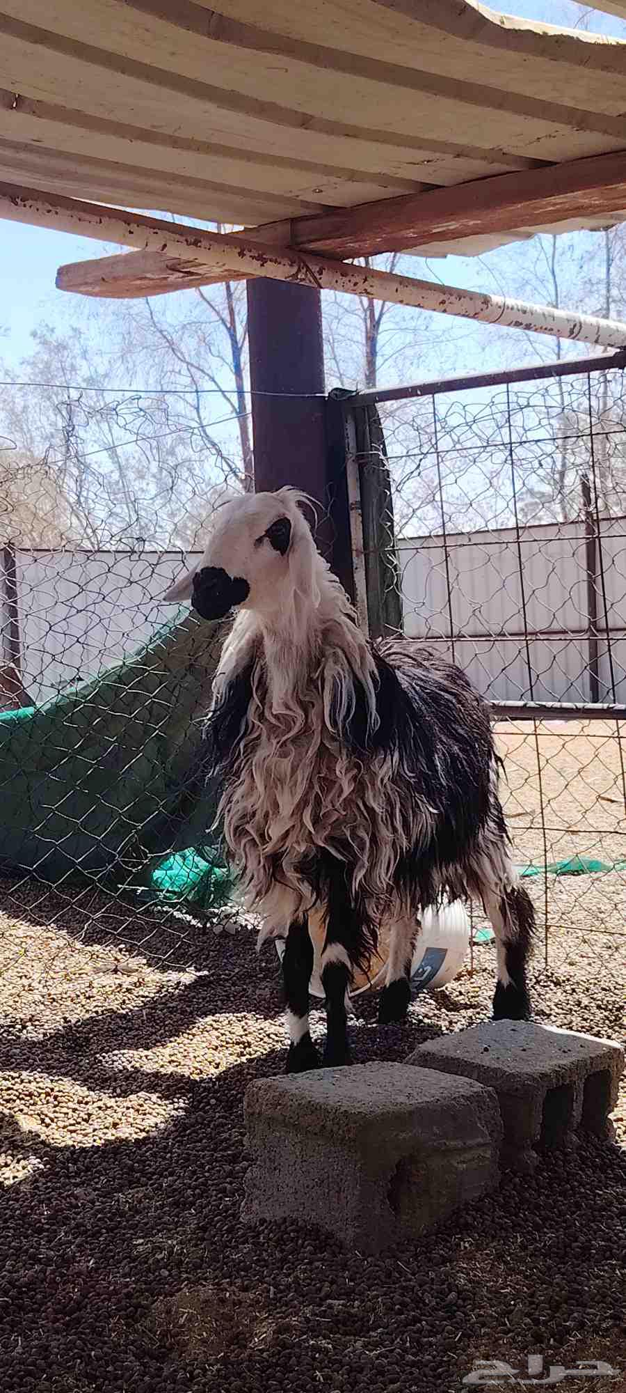 خاروف نجدي ثني64368076068865112