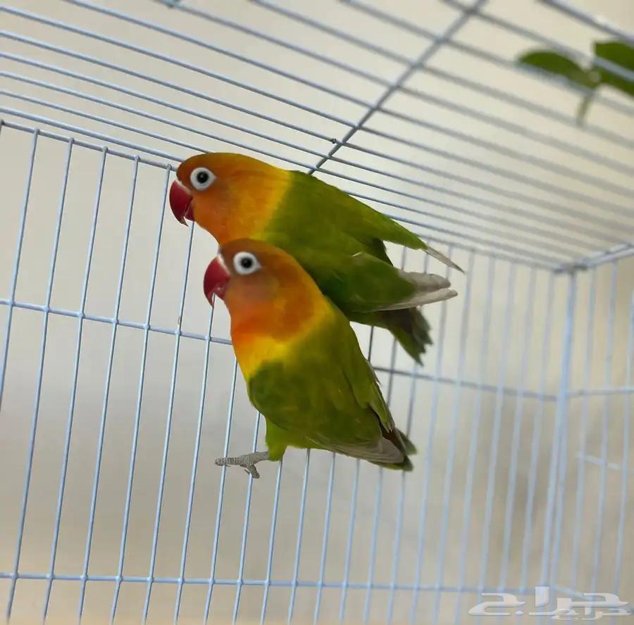 Fischer's Bird Pair for Sale64370958011907111