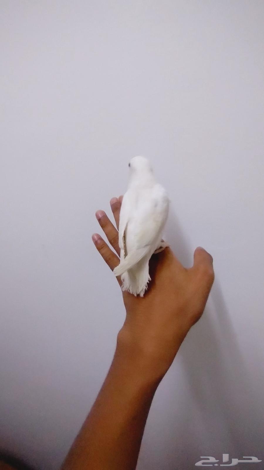 روز اليف جدا للبيع64374039099138114