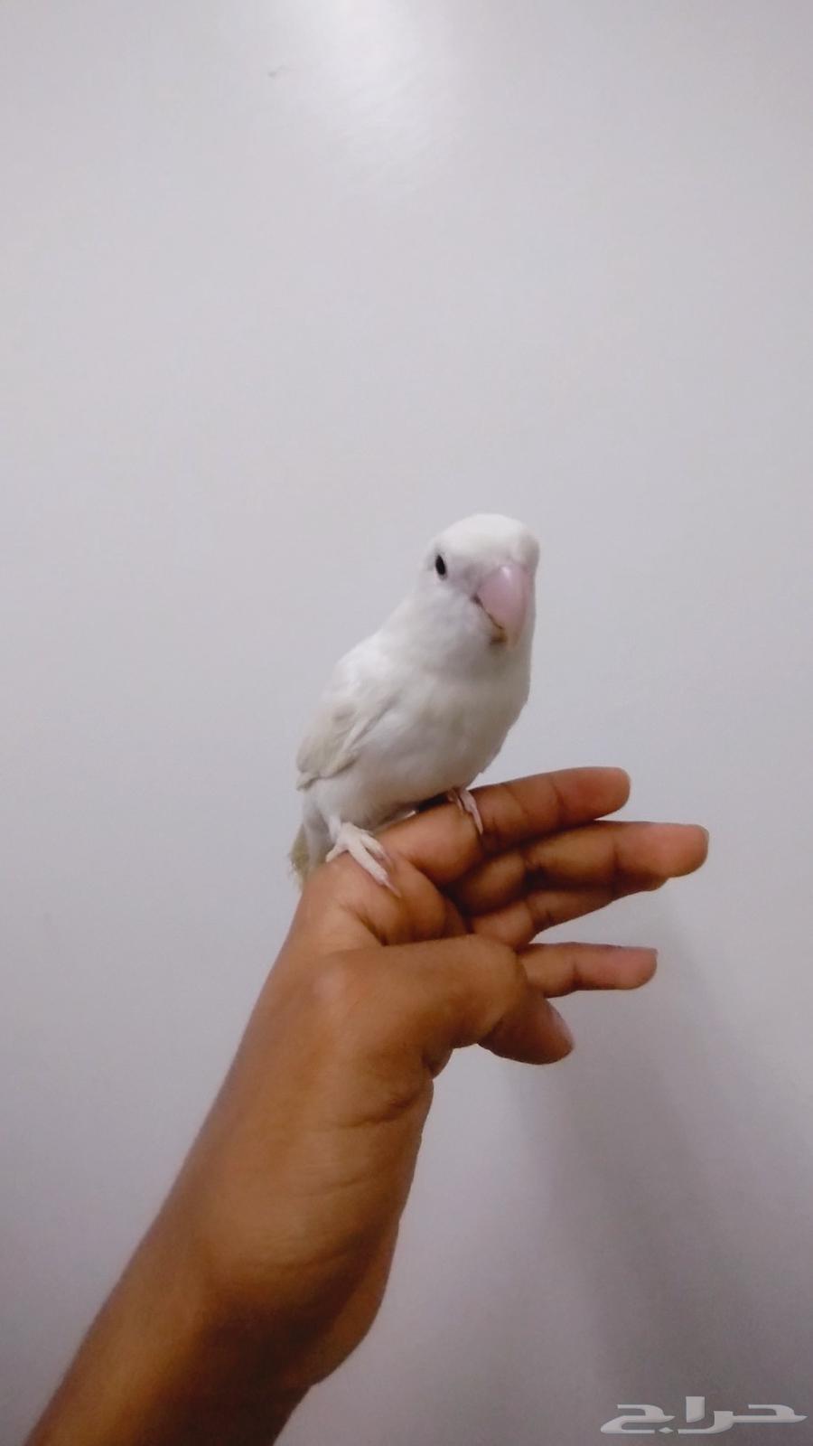 روز اليف جدا للبيع64374039099138113