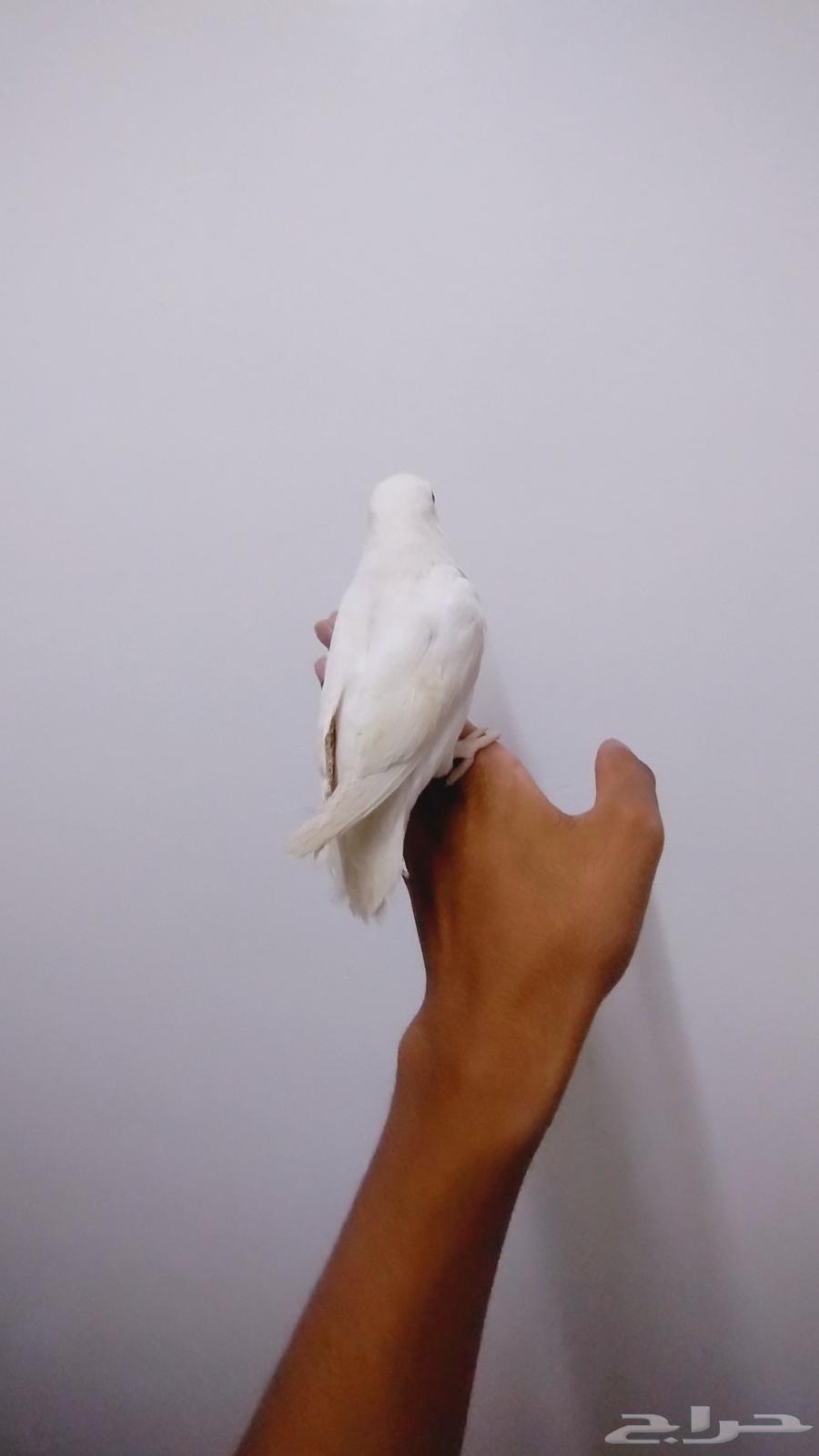 روز اليف جدا للبيع64374039099138112