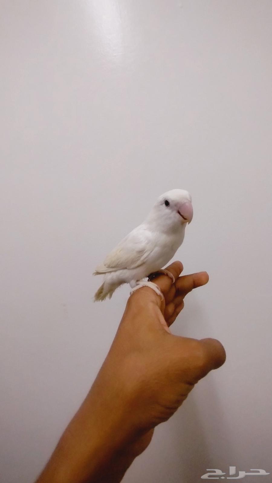 روز اليف جدا للبيع64374039099138110