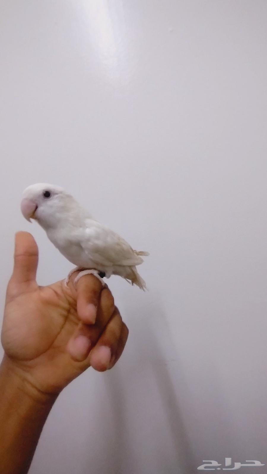 روز اليف جدا للبيع64374039099138111