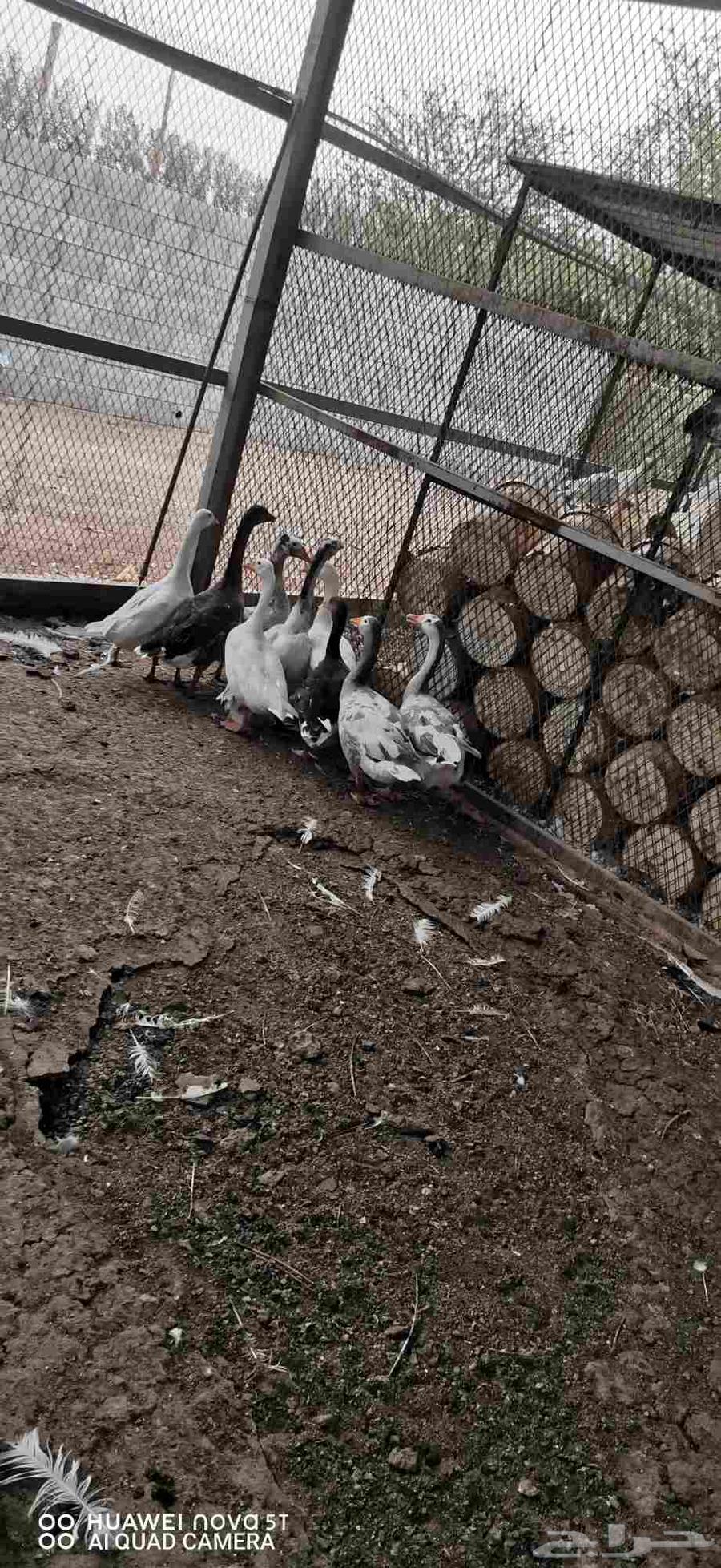 وز بلدى64372871635969110