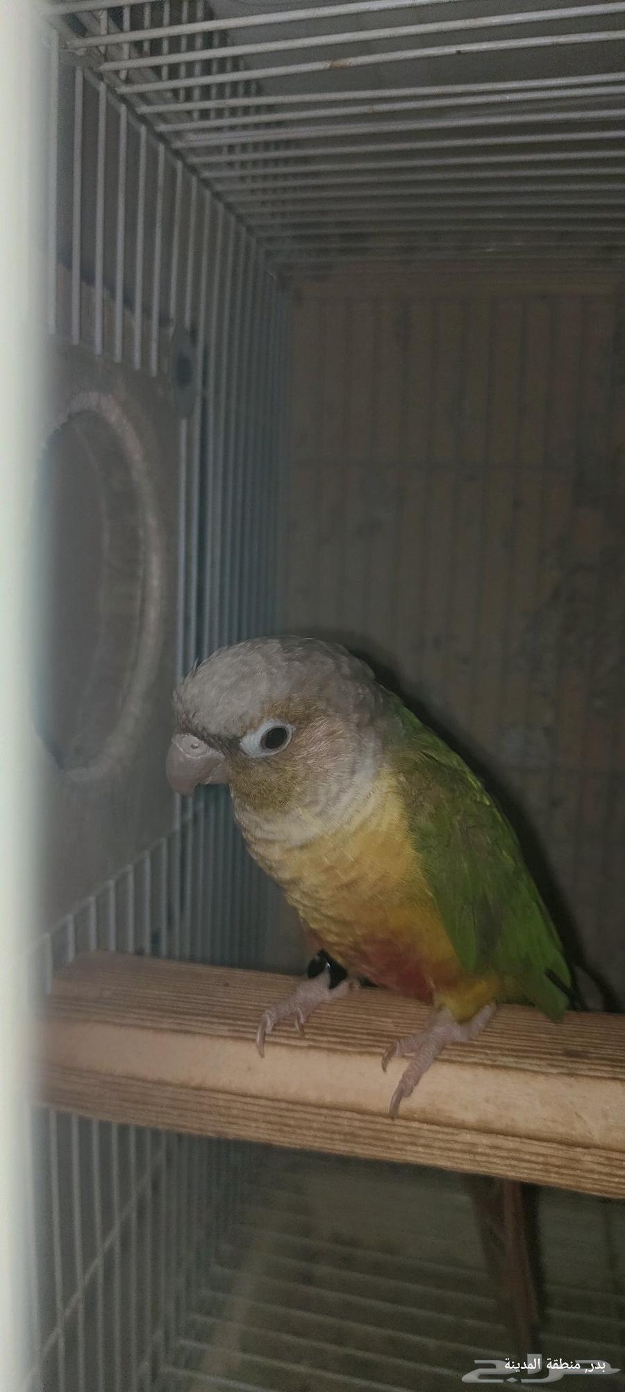 جوز كنيور اناناس بشهاداته64376554700289111