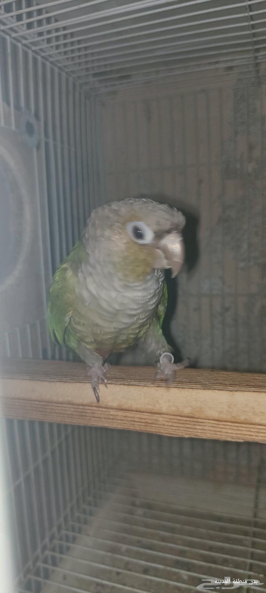 جوز كنيور اناناس بشهاداته64376554700289113