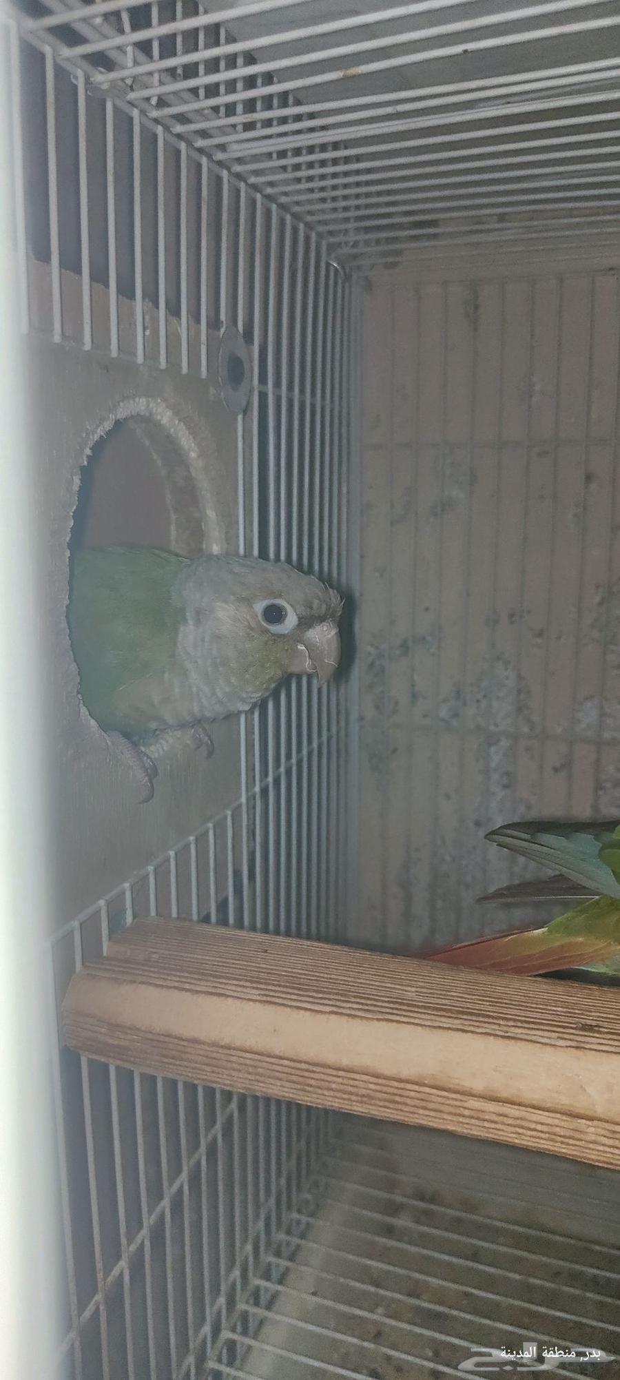 جوز كنيور اناناس بشهاداته64376554700289112