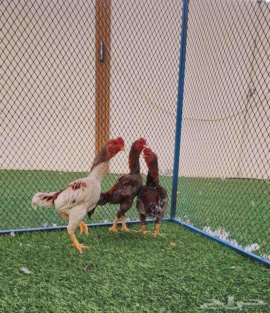 Koshamo Dwarf64373373719553113