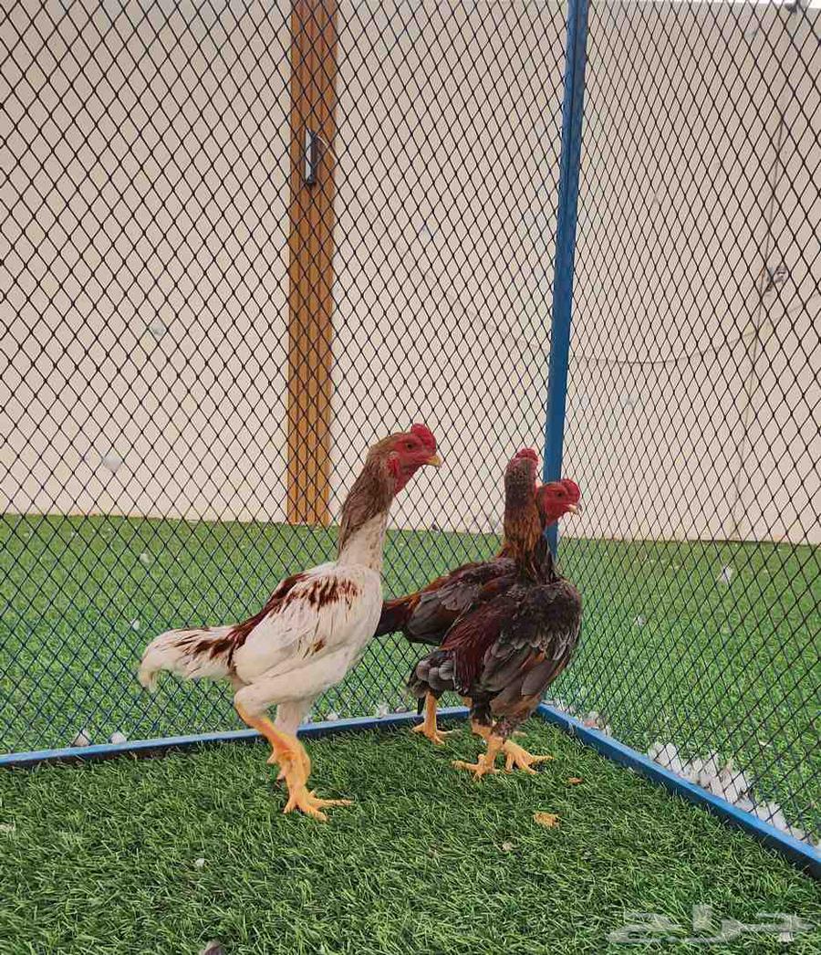 Koshamo Dwarf64373373719553112