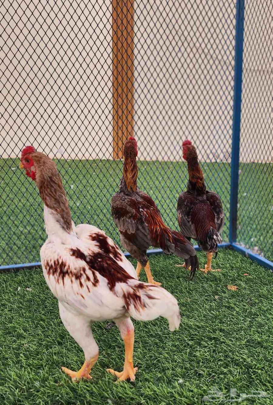 Koshamo Dwarf64373373719553110