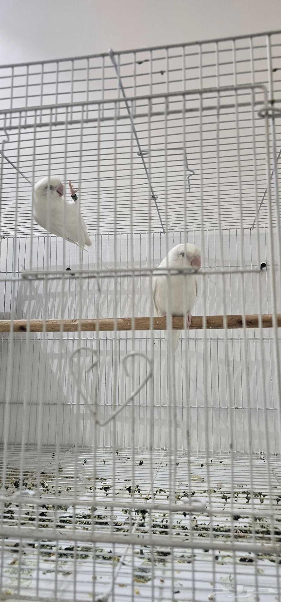 My husband of the day is ready64369193209603110