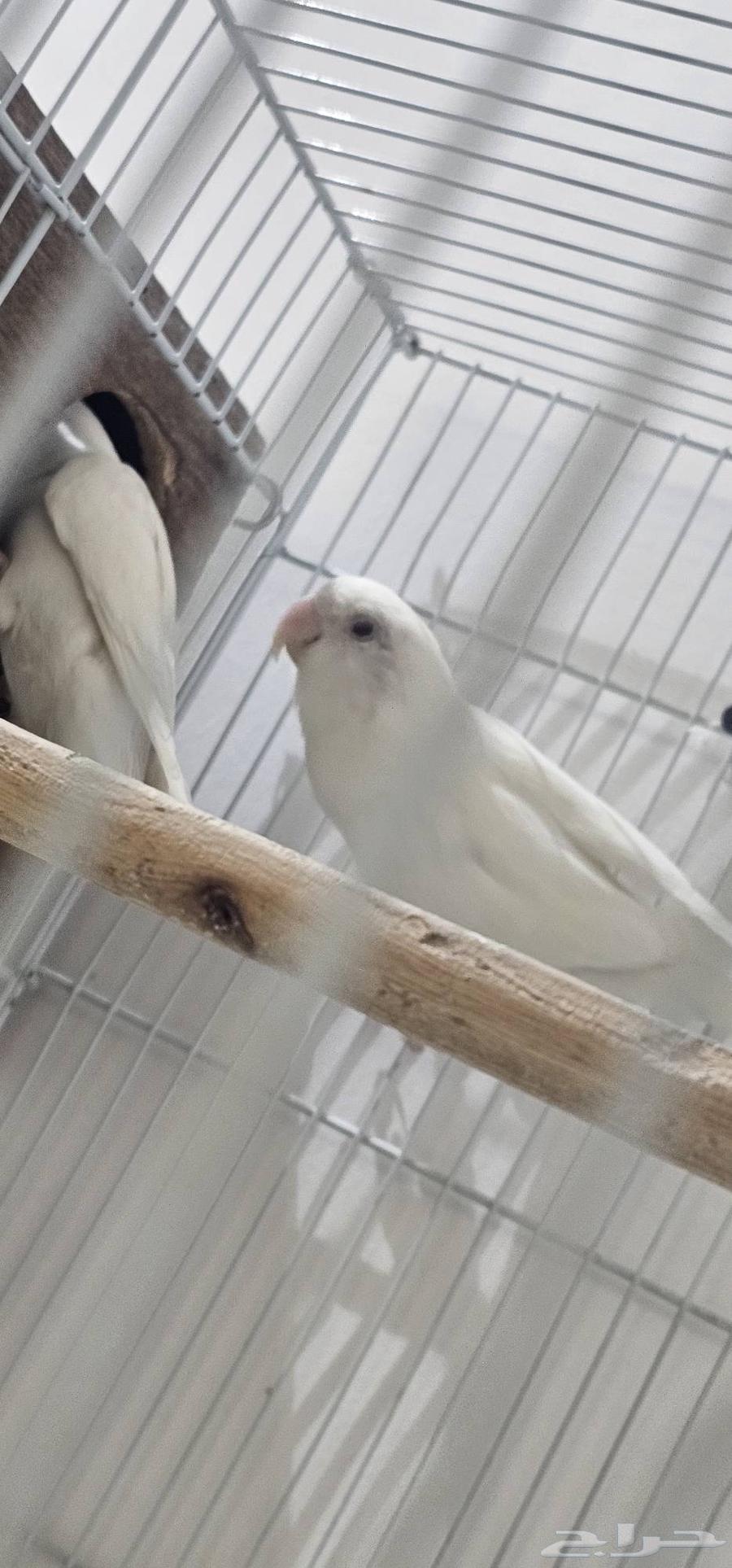 My husband of the day is ready64369193209603112