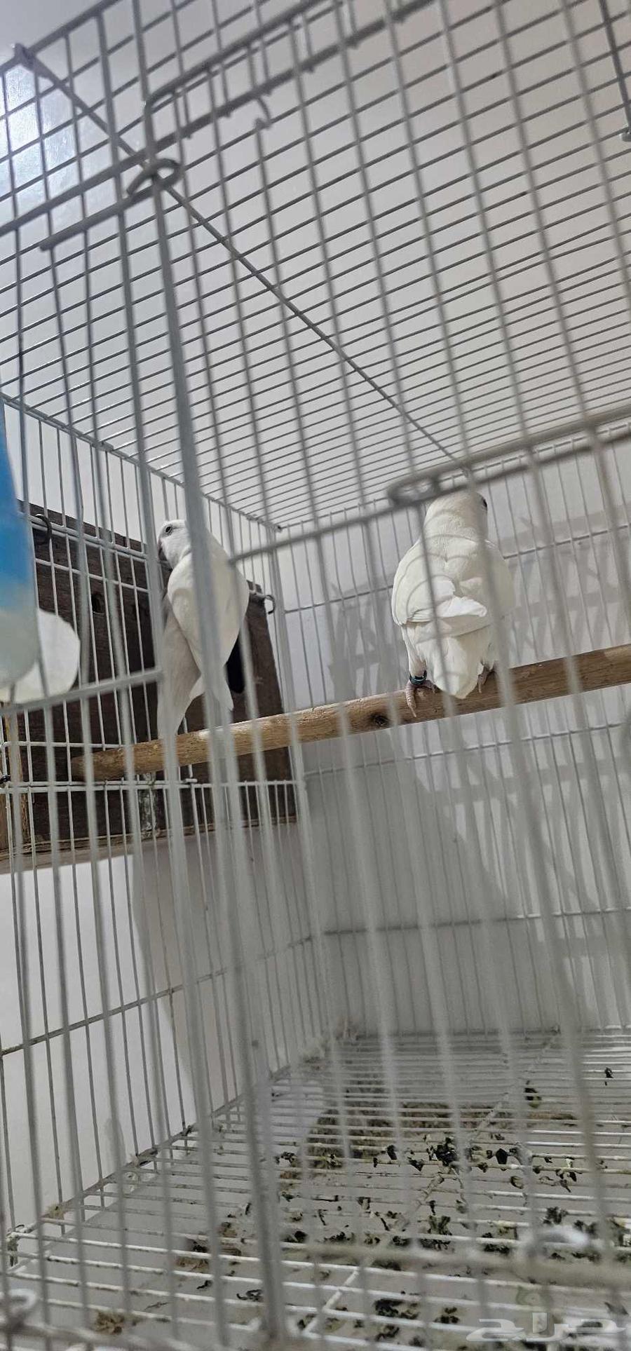 My husband of the day is ready64369193209603111