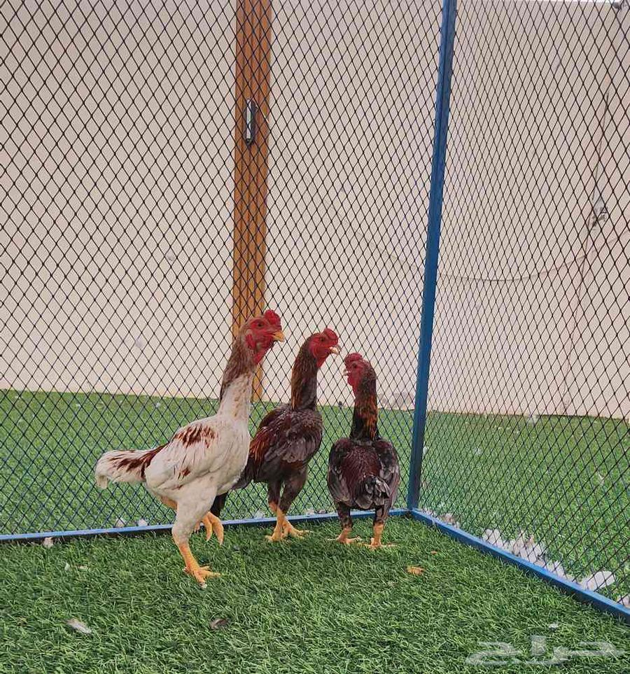 Koshamo Dwarf64373373719553114