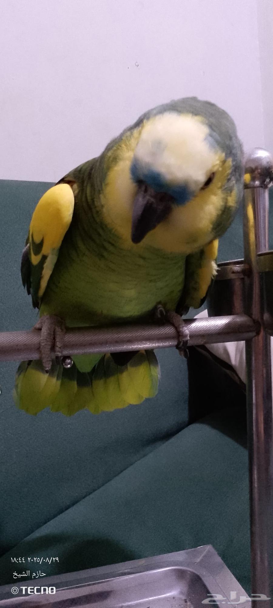 Bluefront Jaco Parrot, Affectionate and Talkative64370215141379114