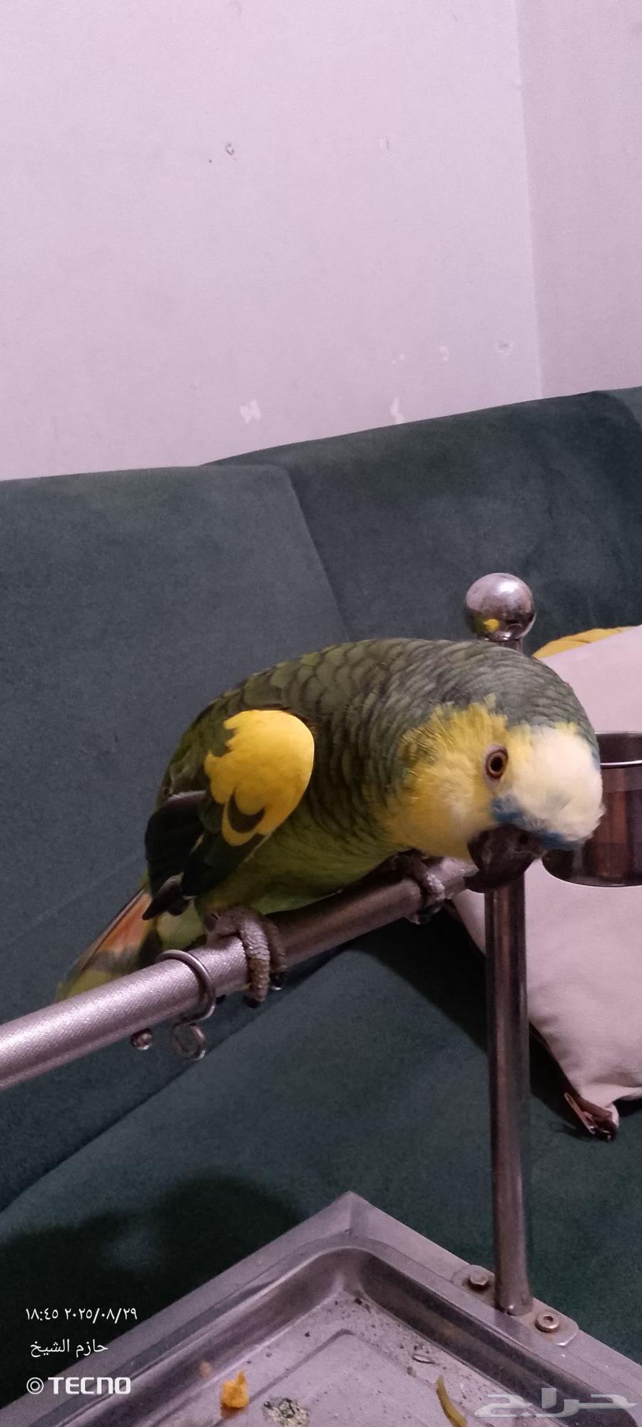Bluefront Jaco Parrot, Affectionate and Talkative64370215141379112