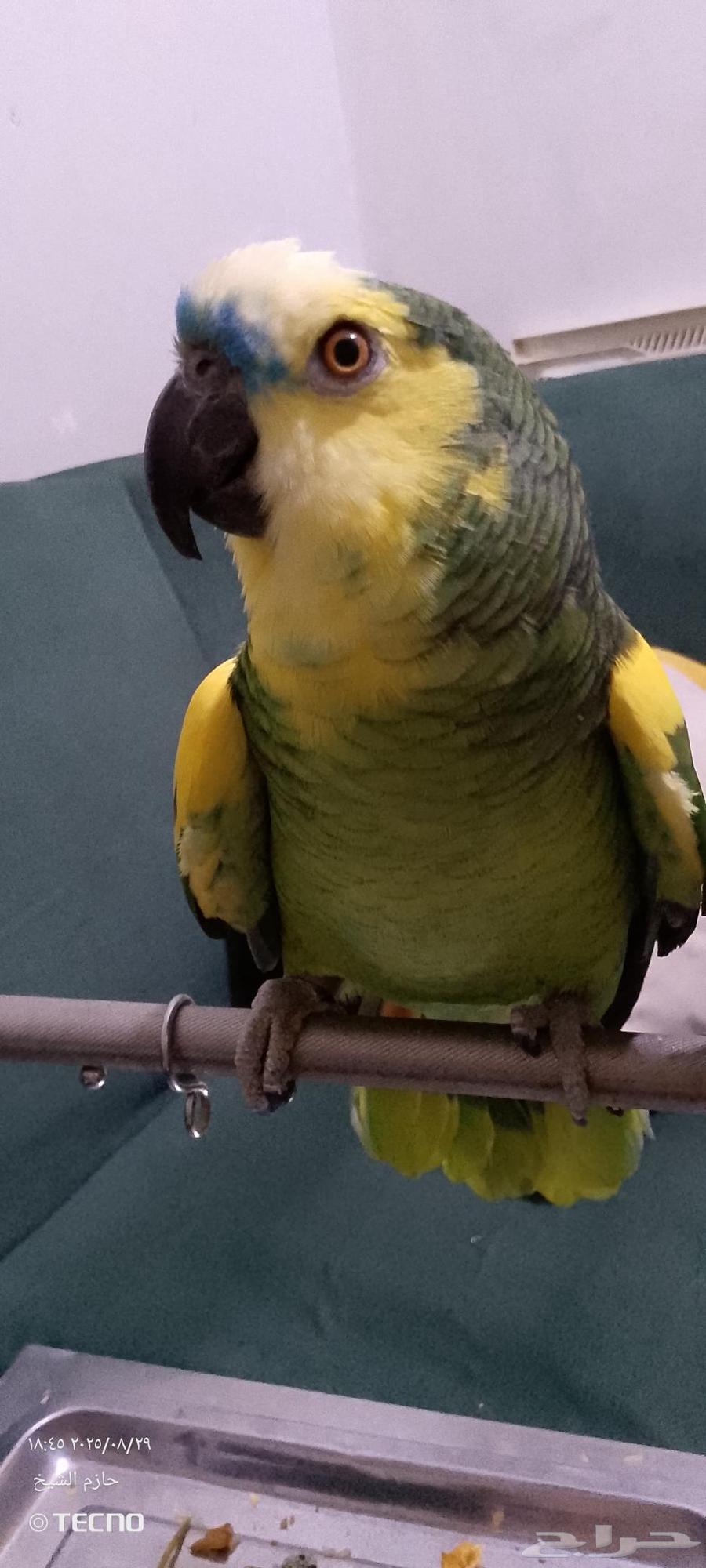 Bluefront Jaco Parrot, Affectionate and Talkative64370215141379110