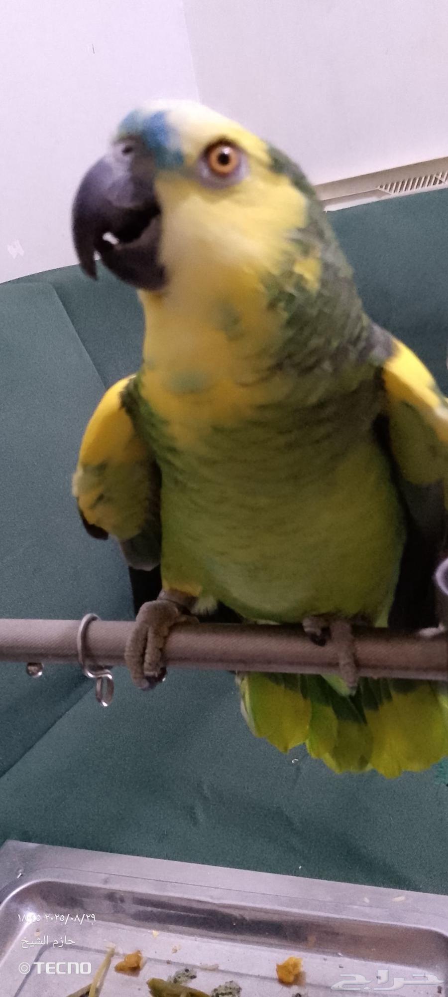 Bluefront Jaco Parrot, Affectionate and Talkative64370215141379111