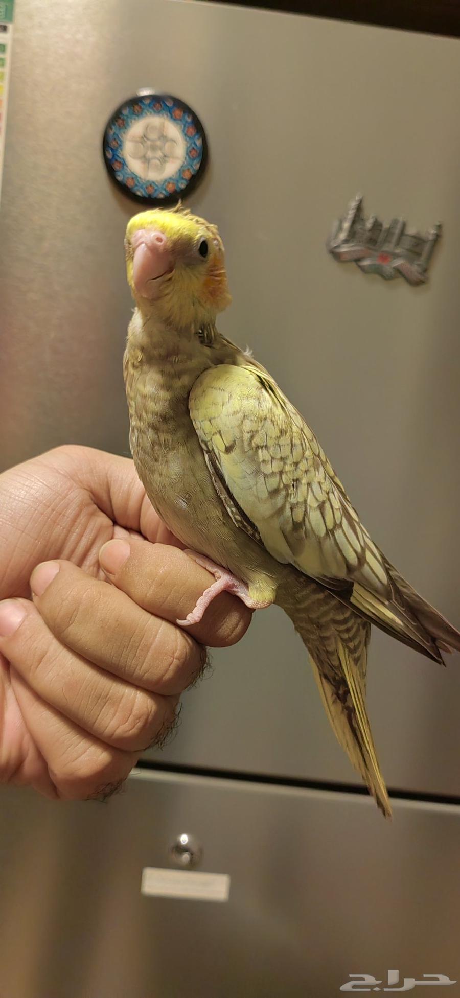 فرخ كروان فراشة كريمي بداية فطام64364595760385112