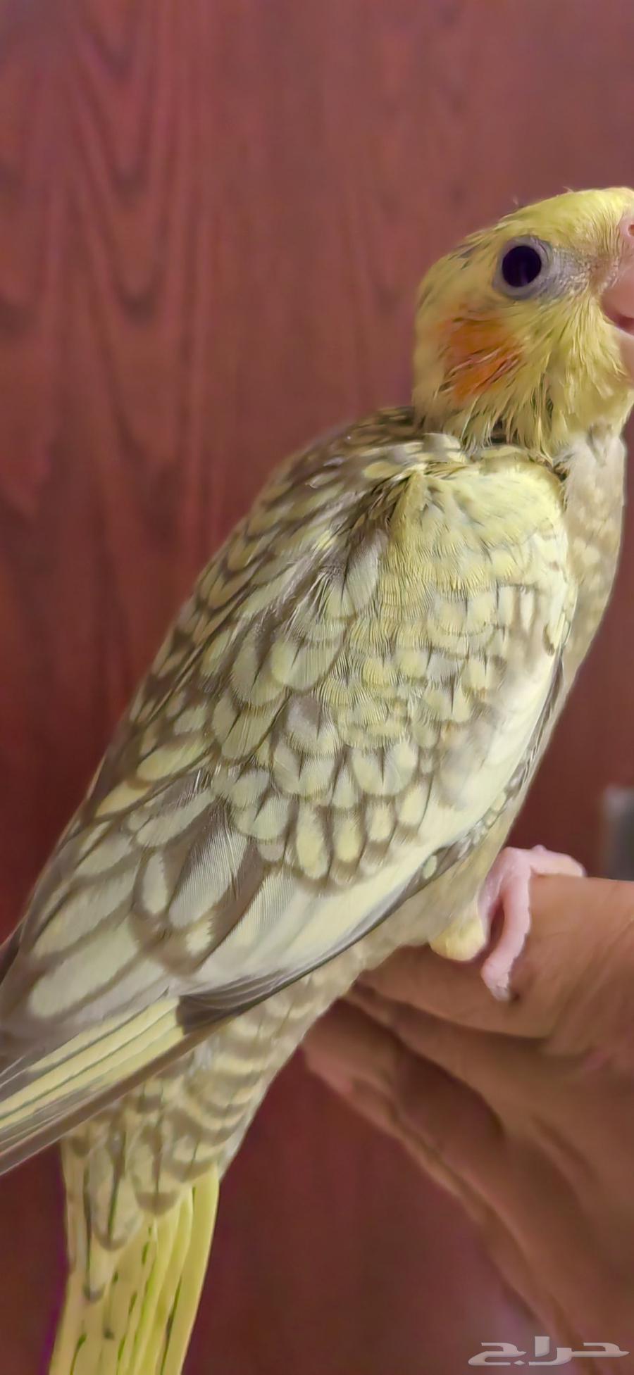 فرخ كروان فراشة كريمي بداية فطام64364595760385113