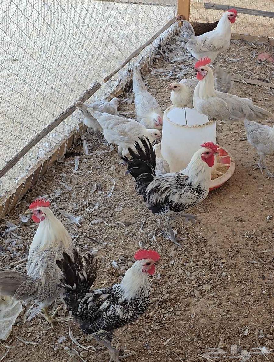Fayoumi roosters, good sizes, age 3 and a half months64363845854721110