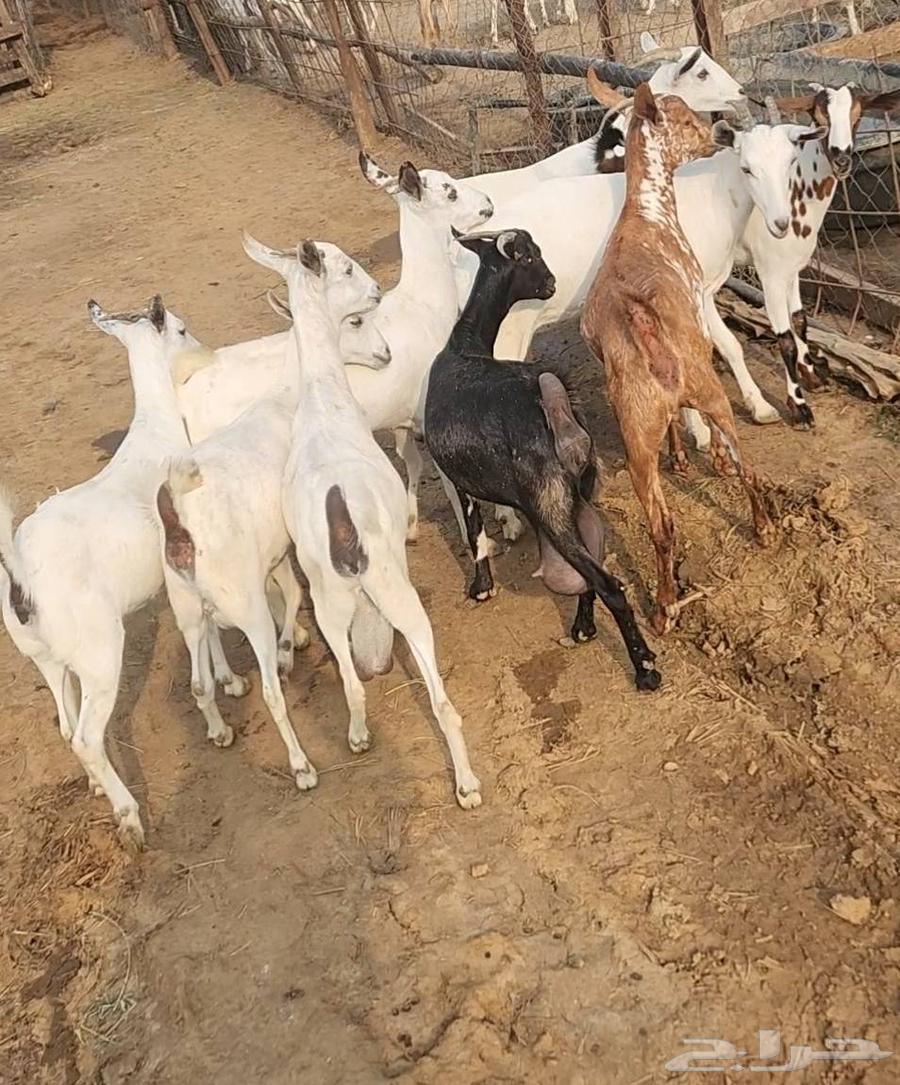 غنم بلدي ابكار مقنى64367376898819113