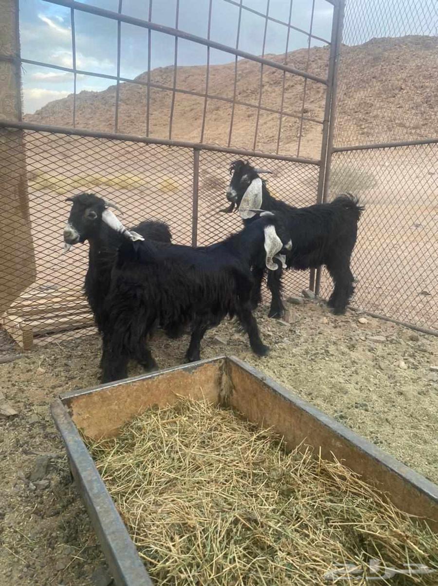 Tayos Number 364370583471233112