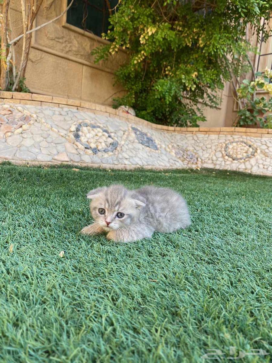 Scottish Fold kittens for sale, no adoption64374612859907112